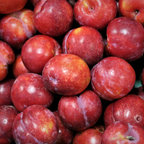 No Ship to CA, HI, AK, Santa Rosa Plum Tree Live Plant, 3 Gallon Pot, 3 Ft Tall Plumtree, Edible Juicy Tropical Fruit for Patio, Garden & Home Orchards