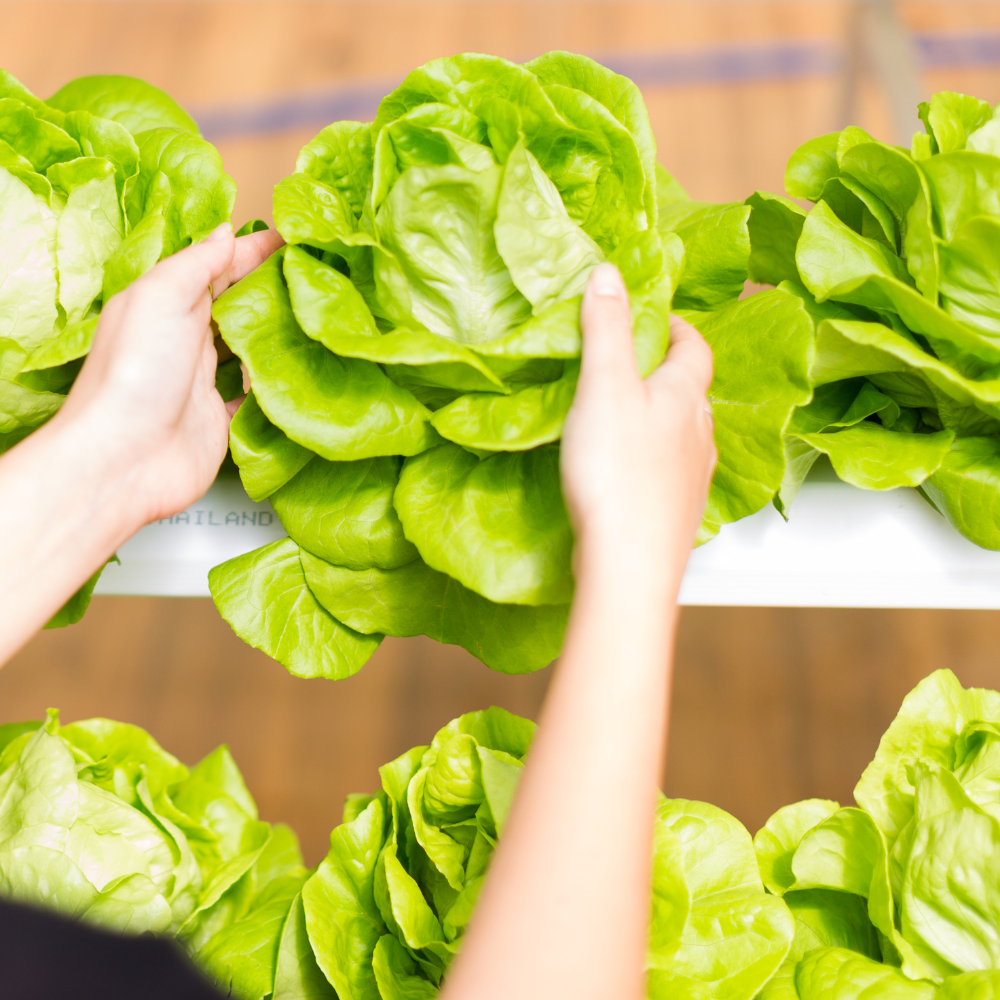 1000 Buttercrunch Lettuce Seeds, Heirloom, Fast Growing, High-Yielding, Butterhead Boston Bibb Lettuce Seeds for Backyard Garden & Containers