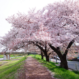 Yoshino Cherry Tree Live Plant, 3 Gallon Pot - 3 Ft Tall, Fast Growing Japanese Cherry Blossom Tree, Ideal for Garden, Borders & Pathways (No Ship to CA, HI, AK)