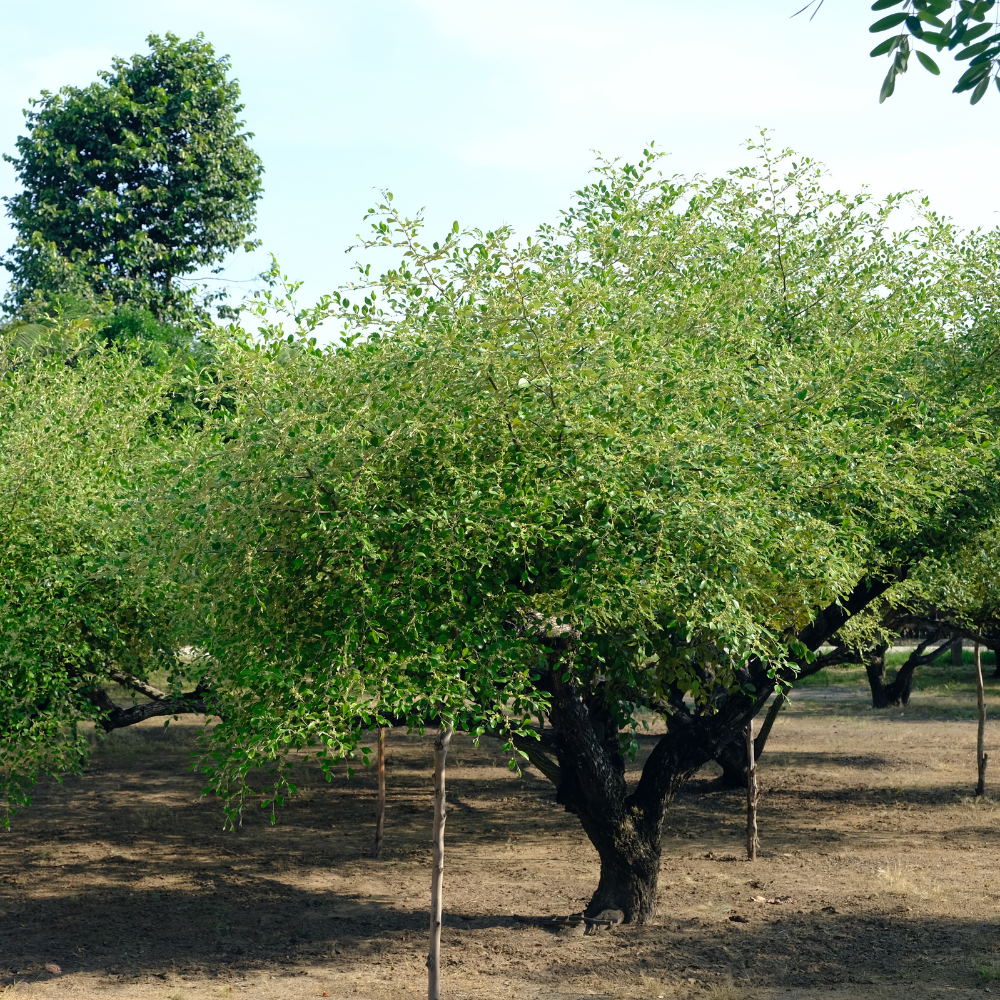 No Ship to CA, HI, AK, Thai Jujube Tree, 3 Gallon Pot - 12-16" Tall, Fast Growing Jujube Plant Live, Crispy & Juicy Fruits, Ideal for for Garden, Patio and Backyard