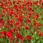 Red Corn Poppy Flower Seeds, 500 Count, Non GMO, Heirlooms, Annual Wildflower Seeds for Outdoor Garden Planting