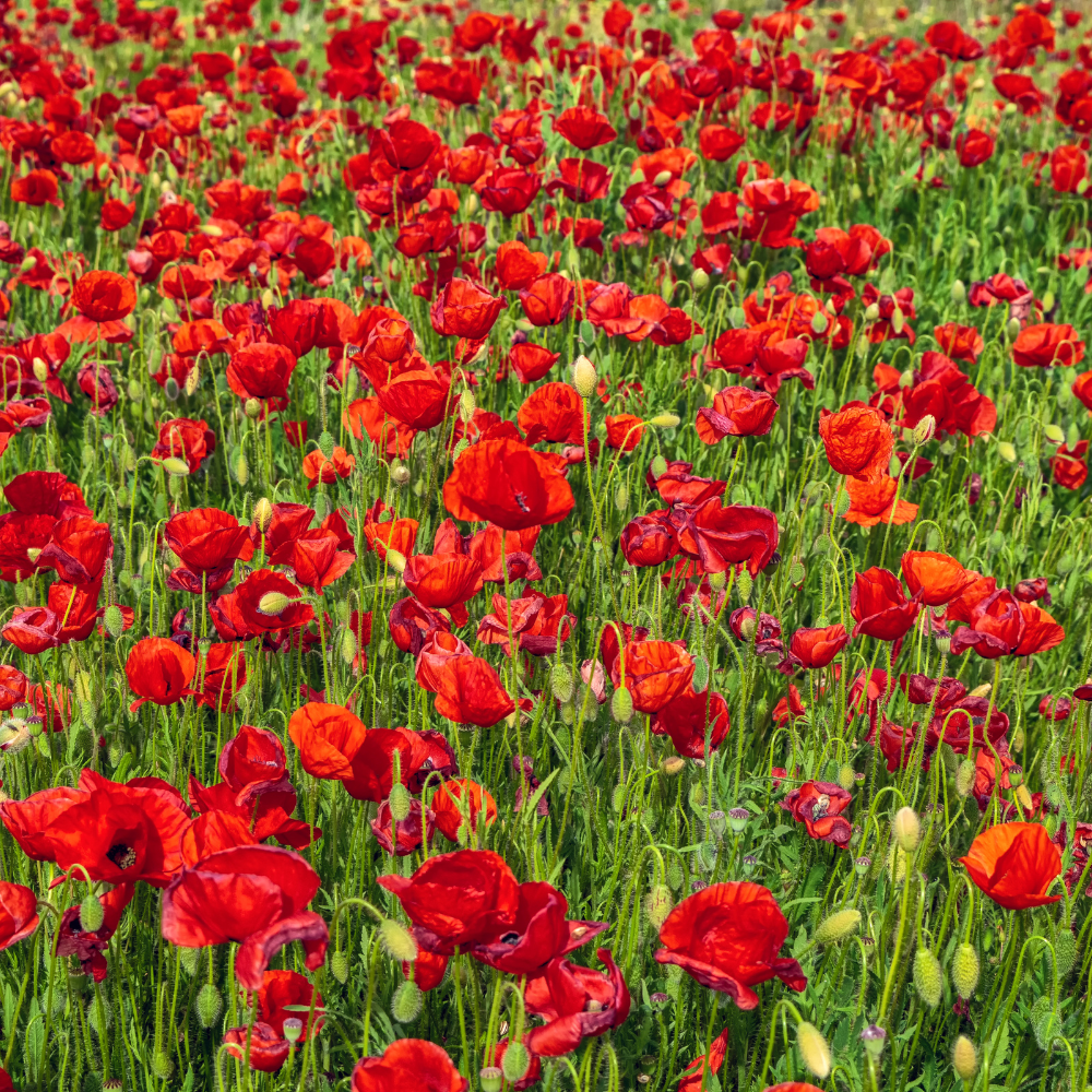 Red Corn Poppy Flower Seeds, 500 Count, Non GMO, Heirlooms, Annual Wildflower Seeds for Outdoor Garden Planting