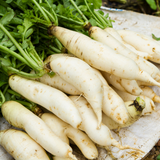 600 Pcs White Icicle Radish Seeds for Planting, Non GMO, High-Yield, Long White Radish Vegetable Seeds for Backyard Gardening