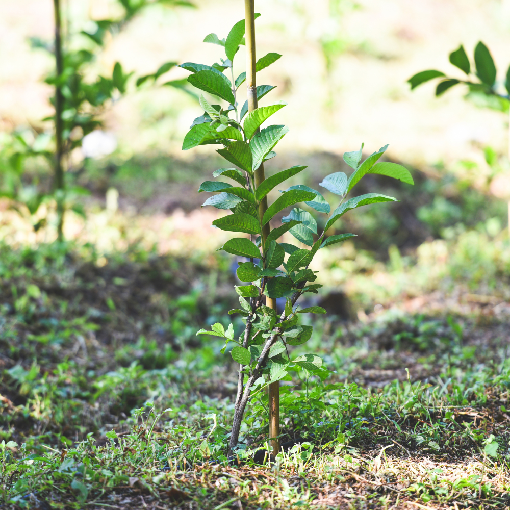No Ship to CA, HI, AK, Pineapple Guava Tree Live Plant in 3 Gallon Pot, 3 Ft Tall, Hardy, Low Maintenance, Evergreen Fruit Tree with Sweet Tropical Flavor for Patio & Garden