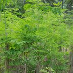 2 Moringa Tree Live Plants, 4-5 Inch Tall, Easy Care, Fast Growing Drumstick Tree, for Patio, Garden & Outdoor Spaces