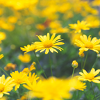 Dahlberg Daisy Seeds for Planting, 900 Pcs Daisy Seeds, Non GMO, Heirloom, Delicate Trailing Yellow Daisy for Hanging Baskets & Flower Beds