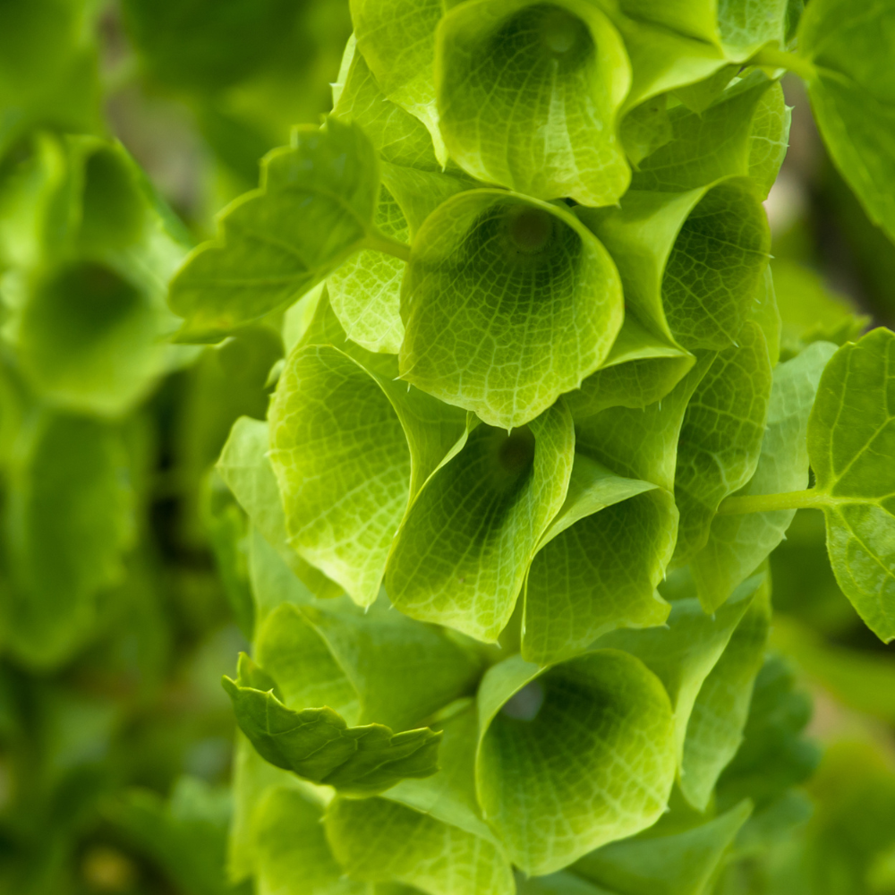 50 Pcs Bells of Ireland Seeds (Moluccella Laevis), Non-GMO Highly Fragrant Shellflower Seed, Long-Lasting Cut Flowers, for Pots, Containers, and Gardens