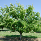 No Ship to CA, HI, AK, Santa Rosa Plum Tree Live Plant, 3 Gallon Pot - 3 Ft Tall, Easy Care, Fragrant Juicy Red Fruit, Perfect for Home Orchards and Patio