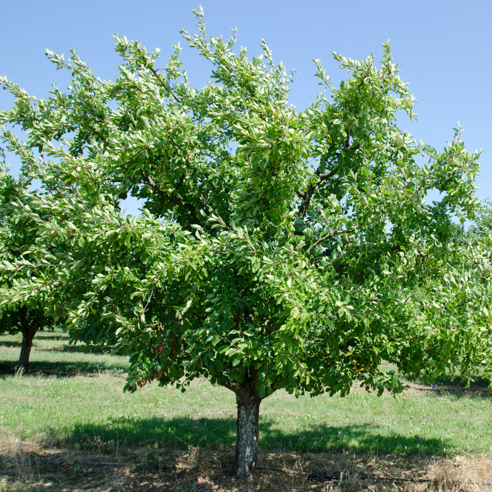 No Ship to CA, HI, AK, Santa Rosa Plum Tree Live Plant, 3 Gallon Pot - 3 Ft Tall, Easy Care, Fragrant Juicy Red Fruit, Perfect for Home Orchards and Patio
