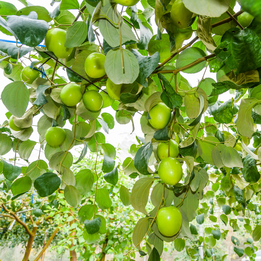 No Ship to CA, HI, AK, Thai Jujube Tree Live Plant, 3 Gallon Pot Jujube Plant, 12-16" Tall, Easy to Grow, Crisp Sweet Edible Fruit Tree, Ideal for Patio, Garden & Backyard Orchards