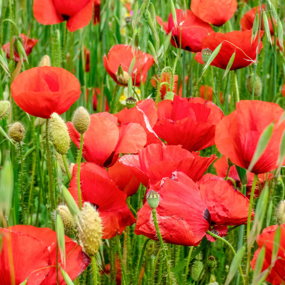 Red Corn Poppy Flower Seeds, 500 Count, Non GMO, Heirlooms, Annual Wildflower Seeds for Outdoor Garden Planting