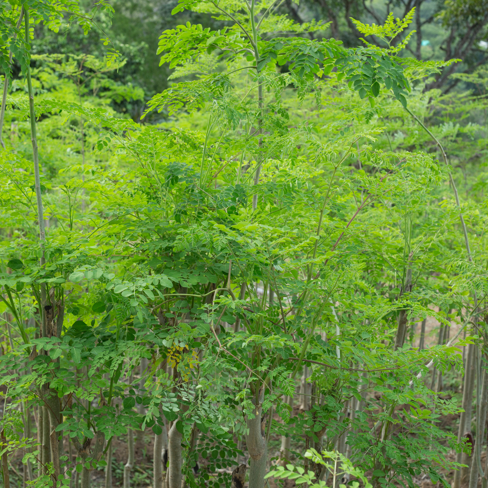 10 Moringa Plant Seeds, Hardy, Easy Care, Fast Growing Drumstick Tree, Ideal for Home Gardening & Raised Beds