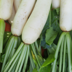 400 Pcs White Icicle Radish Seeds, Non GMO, Easy to Grow, Cold Tolerant Radish Seeds, Ideal for Raised Beds & Backyard Vegetable Gardens