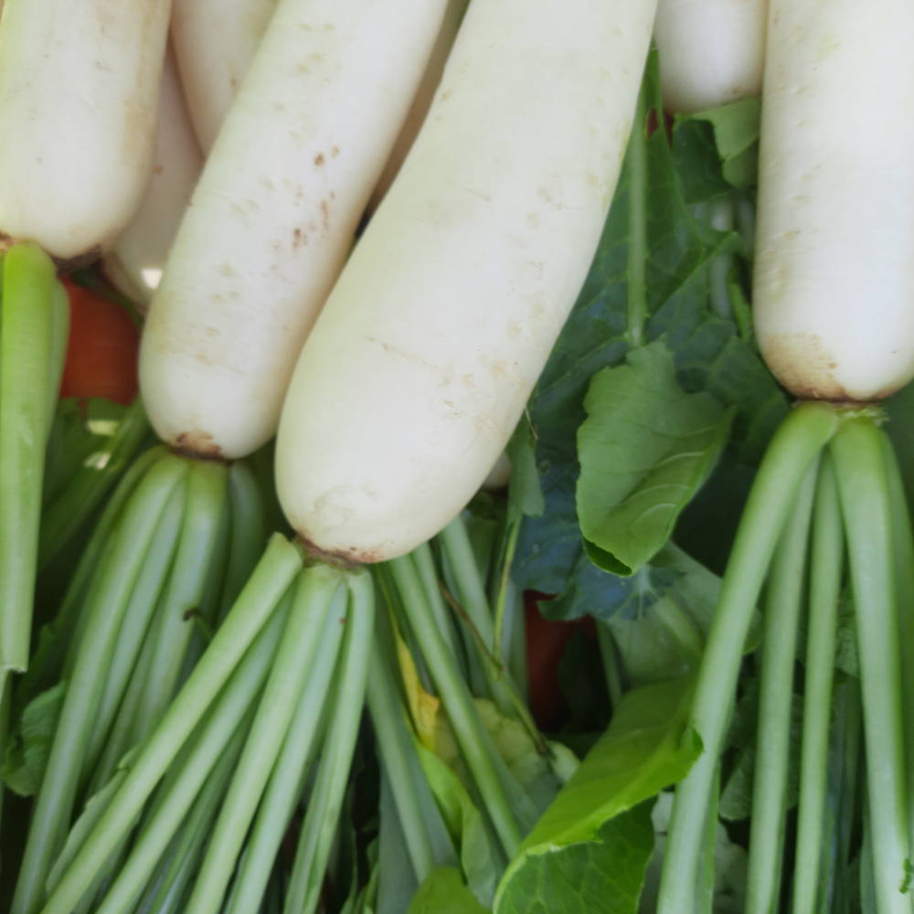 400 Pcs White Icicle Radish Seeds, Non GMO, Easy to Grow, Cold Tolerant Radish Seeds, Ideal for Raised Beds & Backyard Vegetable Gardens