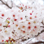 No Ship to CA, HI, AK, Yoshino Cherry Tree Live Plant in 3 Gallon Pot, 3 Ft Tall Cherry Blossom Tree Live, Beautiful White-Pink Spring Blooms for Gardens & Landscaping