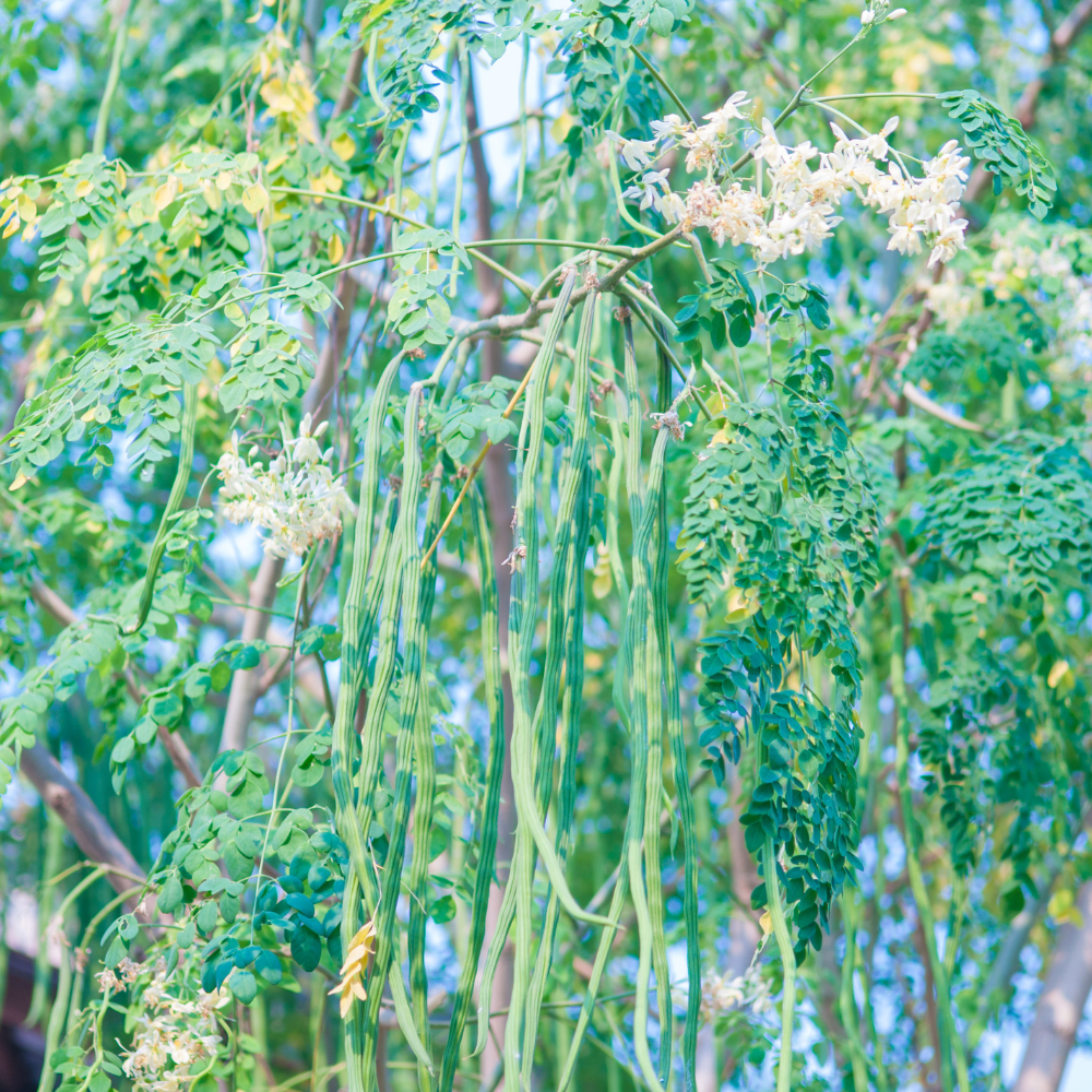 3 Moringa Tree Plants, 4–5 Inch Tall, Drumstick Tree Starter Plant, Fast Growing Tree for Indoor Outdoor Garden