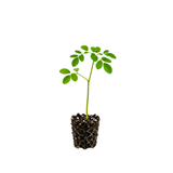 Moringa Tree Live Plant, 4-5 Inch Tall, Hardy, Easy Care, Fast Growing Drumstick Tree, Ideal for Home Gardening & Raised Beds