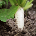 600 Pcs White Icicle Radish Seeds for Planting, Non GMO, High-Yield, Long White Radish Vegetable Seeds for Backyard Gardening