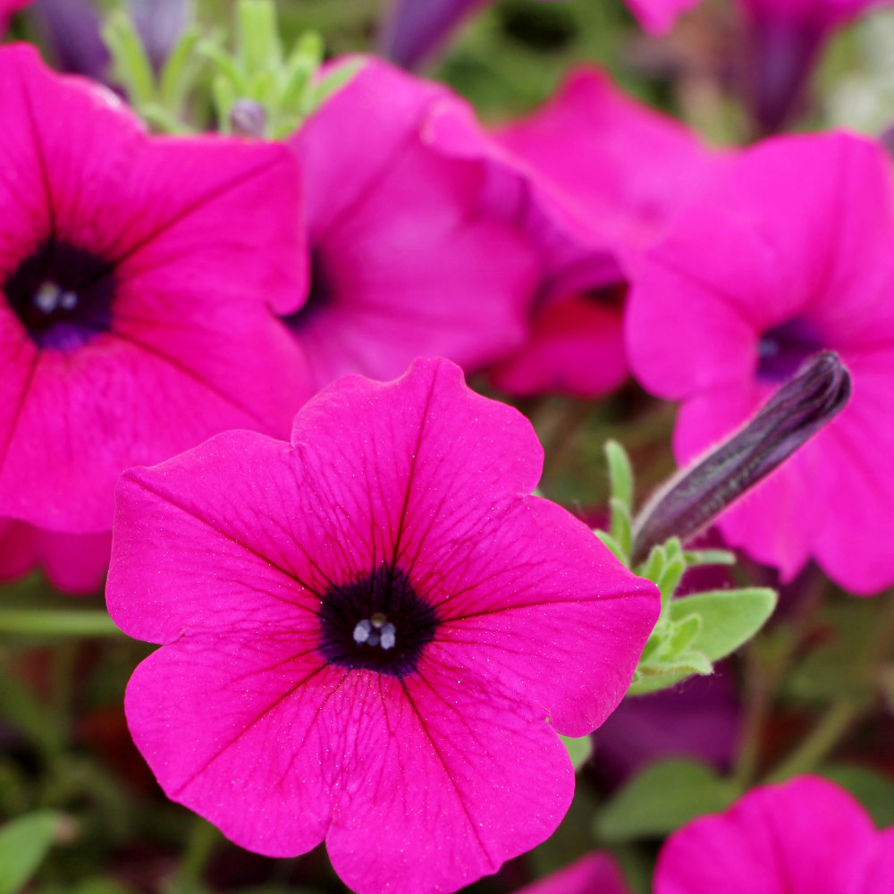 750 Shanin Wild Petunia Seeds, Non GMO, Easy to Grow, Vibrant Lavender Purple Blooms, Charming Low-Growing Purple Accent, Perfect Unique Seed Gift for Gardeners