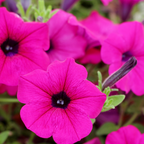 750 Shanin Wild Petunia Seeds, Non GMO, Easy to Grow, Vibrant Lavender Purple Blooms, Charming Low-Growing Purple Accent, Perfect Unique Seed Gift for Gardeners