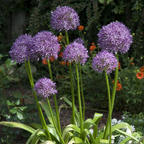 200 Allium stellatum Prairie Onion Seeds, Hardy, Drought Tolerant, Native Prairie Flower, Ornamental Onion Seeds, for Gardens & Landscaping
