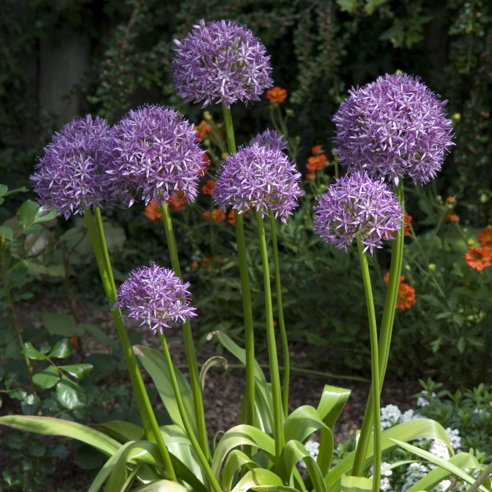 200 Allium stellatum Prairie Onion Seeds, Hardy, Drought Tolerant, Native Prairie Flower, Ornamental Onion Seeds, for Gardens & Landscaping