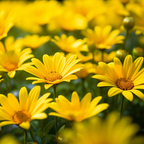 Dahlberg Daisy Seeds for Planting, 900 Pcs Daisy Seeds, Non GMO, Heirloom, Delicate Trailing Yellow Daisy for Hanging Baskets & Flower Beds
