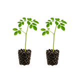 2 Moringa Tree Live Plants, 4-5 Inch Tall, Easy Care, Fast Growing Drumstick Tree, for Patio, Garden & Outdoor Spaces