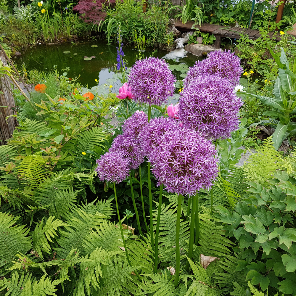 200 Allium stellatum Prairie Onion Seeds, Hardy, Drought Tolerant, Native Prairie Flower, Ornamental Onion Seeds, for Gardens & Landscaping