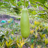 100 Bottle Gourd Seeds for Planting, Non GMO, Fast Growing Vegetable Seeds, Climbing Vine for Garden Trellis & Backyard