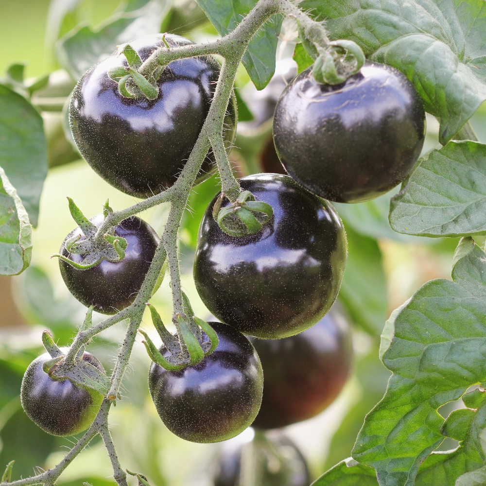 50 Rainbow Cherry Tomato Seeds, Easy to Grow, Continuous Harvest Vegetable Seeds, Perfect High-Yield Garden Crop for Pots, Containers & Trellis
