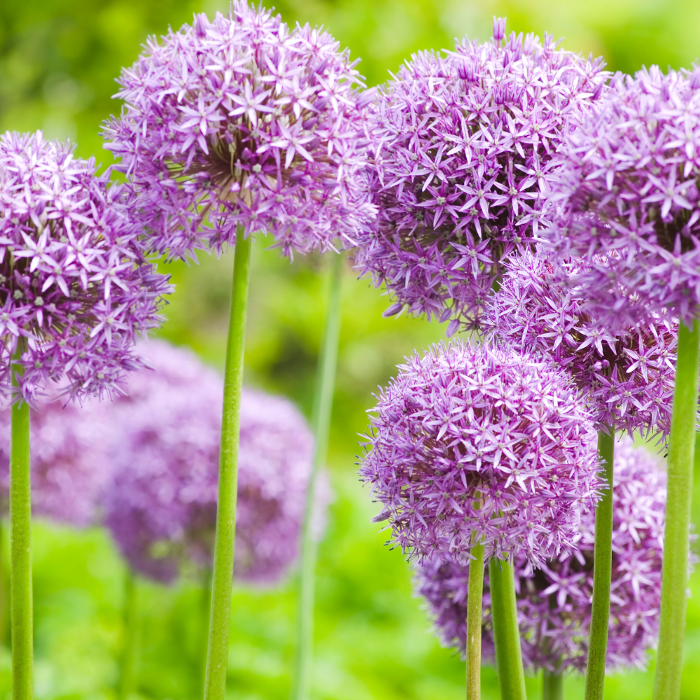 200 Allium stellatum Prairie Onion Seeds, Hardy, Drought Tolerant, Native Prairie Flower, Ornamental Onion Seeds, for Gardens & Landscaping