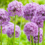 200 Allium stellatum Prairie Onion Seeds, Hardy, Drought Tolerant, Native Prairie Flower, Ornamental Onion Seeds, for Gardens & Landscaping