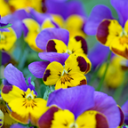 120 Helen Mount Johnny Jump Up Seeds, Non-GMO Viola cornuta Seeds, Cold Hardy Perennial, Ideal for Borders & Pots
