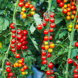 75 Rainbow Cherry Tomato Seeds for Planting, Fast Growing, High-Yield, Sweet Multi-Color Cherry Tomatoes, Vegetable Seeds for Home Gardens
