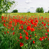 1500 Red Corn Poppy Wildflower Seeds, Non GMO, Heirlooms, Flower Seeds Red Blooms for Backyard & Pollinator Gardens