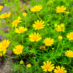 Dahlberg Daisy Seeds, 600 Pcs, Non GMO, Easy Care, Delicate Trailing Yellow Daisy for Hanging Baskets & Gardens