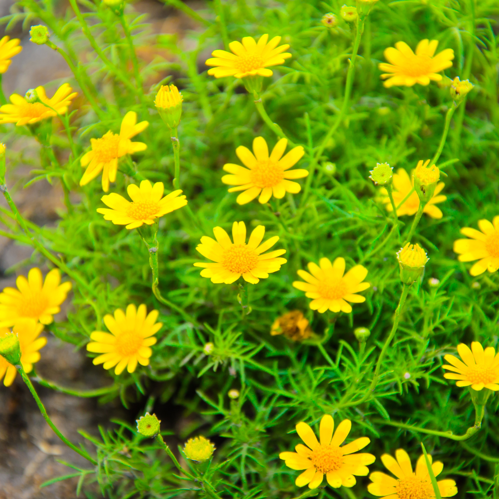 Dahlberg Daisy Seeds, 600 Pcs, Non GMO, Easy Care, Delicate Trailing Yellow Daisy for Hanging Baskets & Gardens