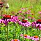400 Purple Coneflower Seeds, Heirloom Echinacea Purpurea Seeds, Hardy, Pink Purple Perennial Blooms, for Backyard Gardens, Patios & Landscape