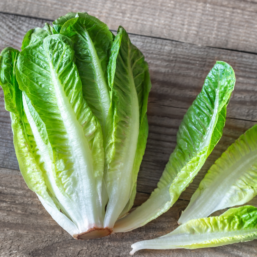 500 Romaine Lettuce Seeds - Parris Island Cos, Non GMO Vegetable Seeds, Heirloom, High-Yield Tender Leafy Greens, for Fresh Salads & Outdoor Planting