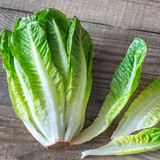 1500 Romaine Lettuce Seeds - Parris Island Cos, Non GMO, Heirloom, Easy to Grow, Delicious Crisp Crunchy Greens, Ideal for Raised Beds, Containers & Gardens