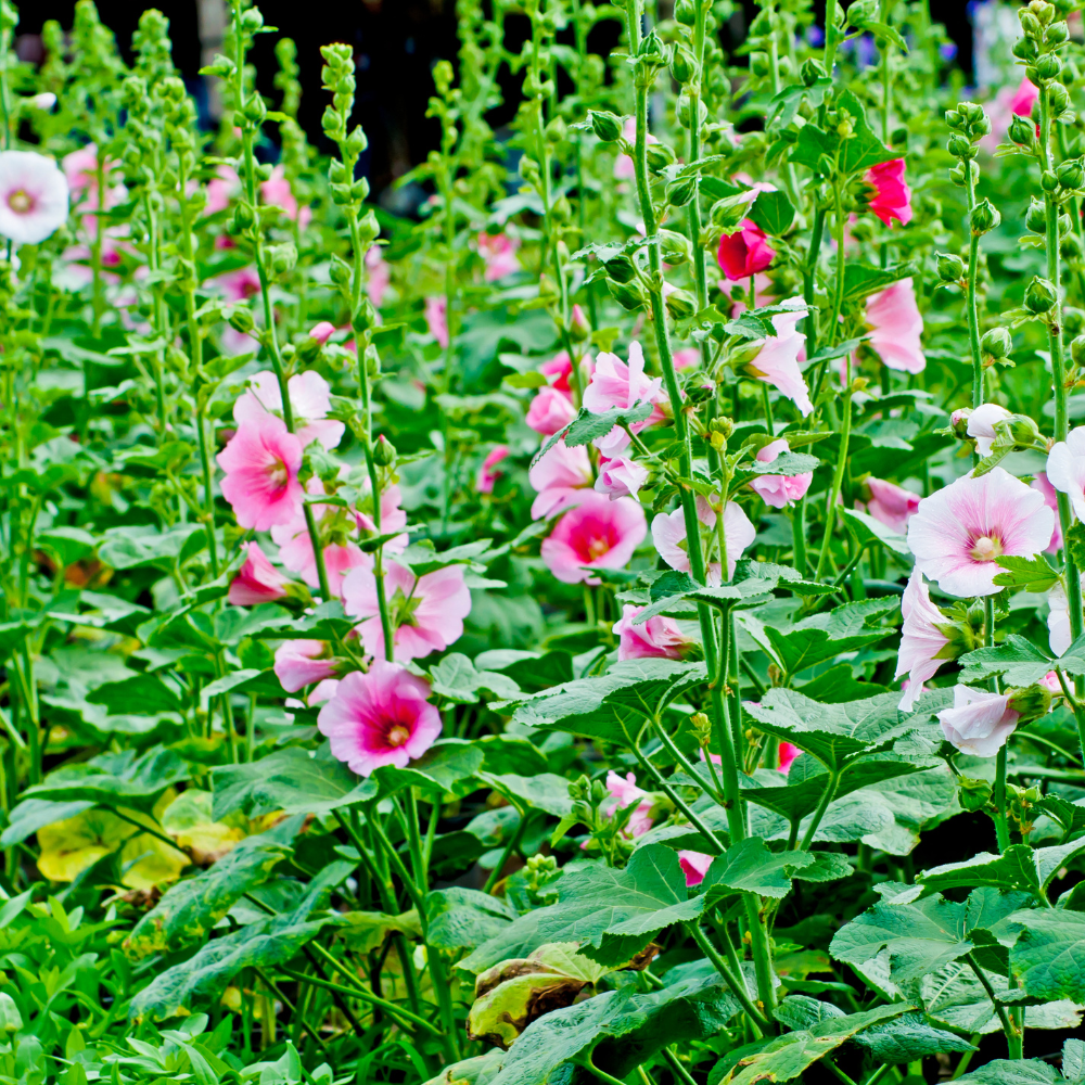 150 Hollyhock Summer Carnival Mix Flower Seeds, Non-GMO, Double Bloom Alcea Rosea Seeds, Spectacular Tall Background Flowers for Outdoor Planting