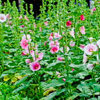 150 Hollyhock Summer Carnival Mix Flower Seeds, Non-GMO, Double Bloom Alcea Rosea Seeds, Spectacular Tall Background Flowers for Outdoor Planting