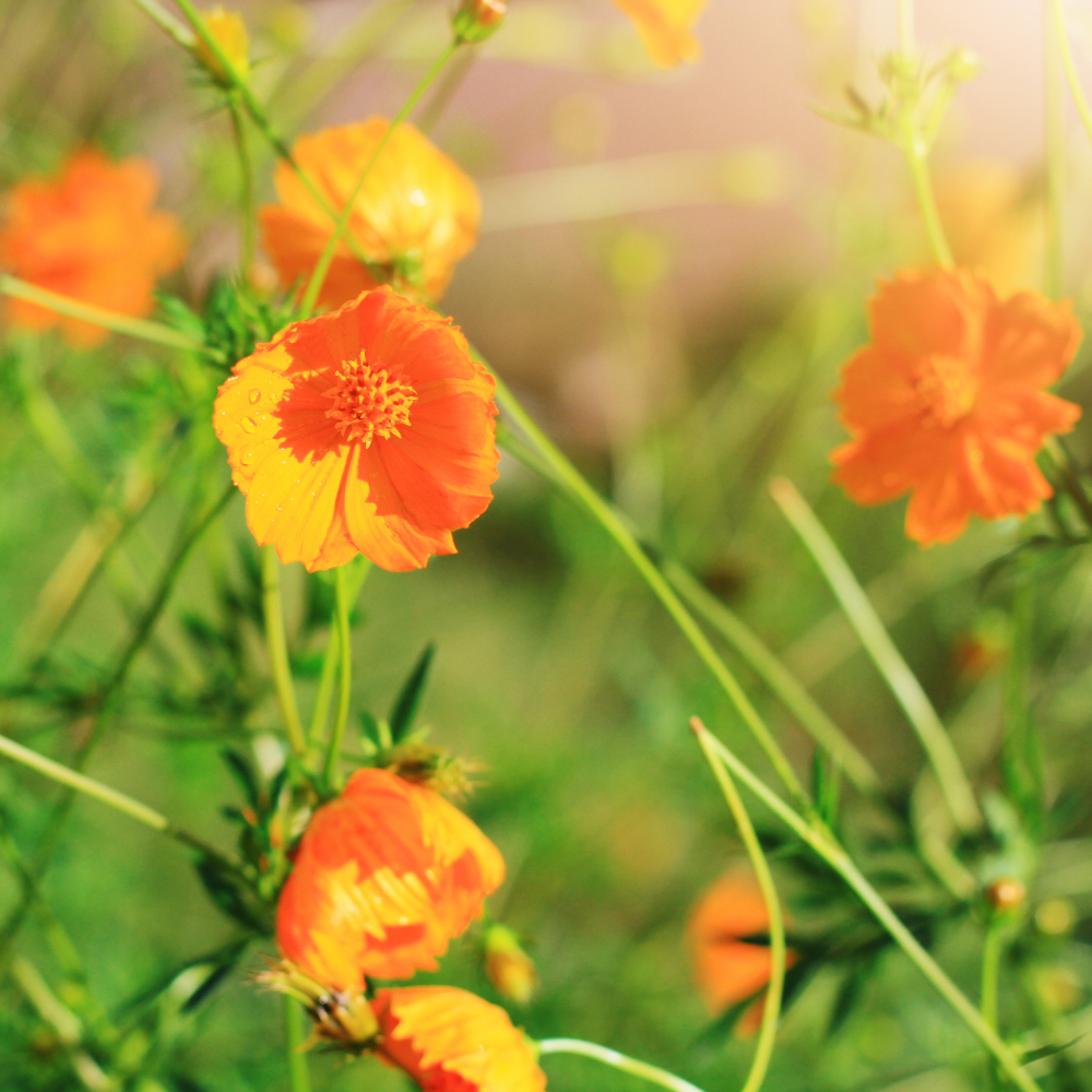 200 Bright Light Mix Sulphur Cosmos Seeds, Heirloom, Hardy, Drought Tolerant Native Summer Flower, for Tough Soil Gardens and Sunny Borders