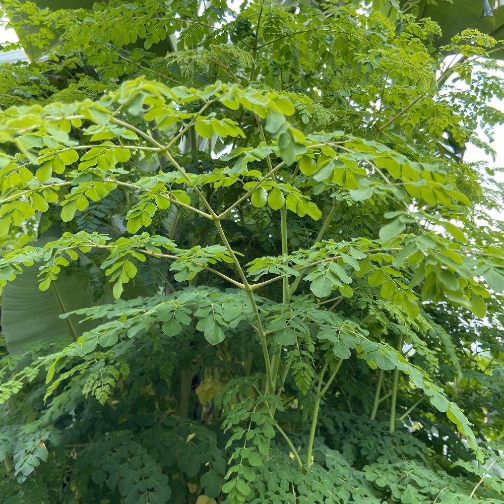2 Moringa Tree Live Plants, 4-5 Inch Tall, Easy Care, Fast Growing Drumstick Tree, for Patio, Garden & Outdoor Spaces