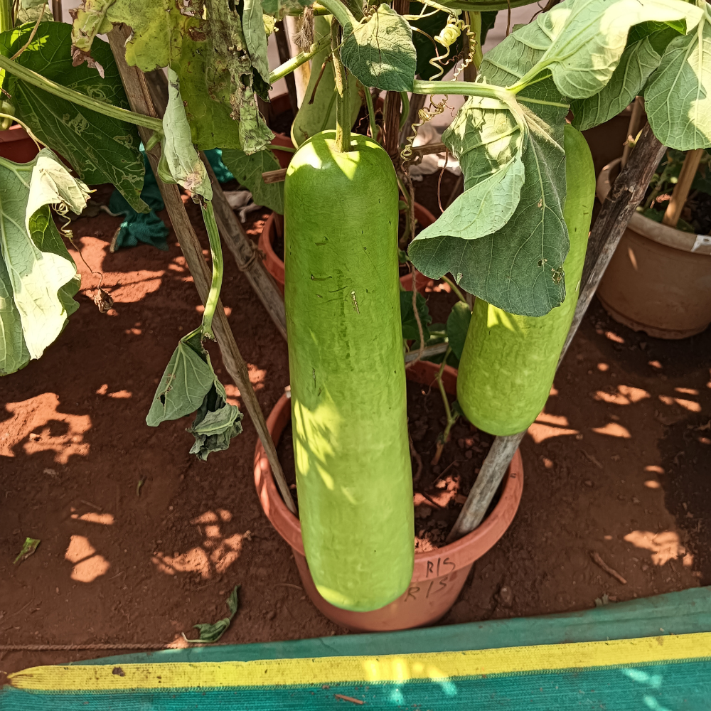 100 Bottle Gourd Seeds for Planting, Non GMO, Fast Growing Vegetable Seeds, Climbing Vine for Garden Trellis & Backyard