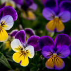 120 Helen Mount Johnny Jump Up Seeds, Non-GMO Viola cornuta Seeds, Cold Hardy Perennial, Ideal for Borders & Pots