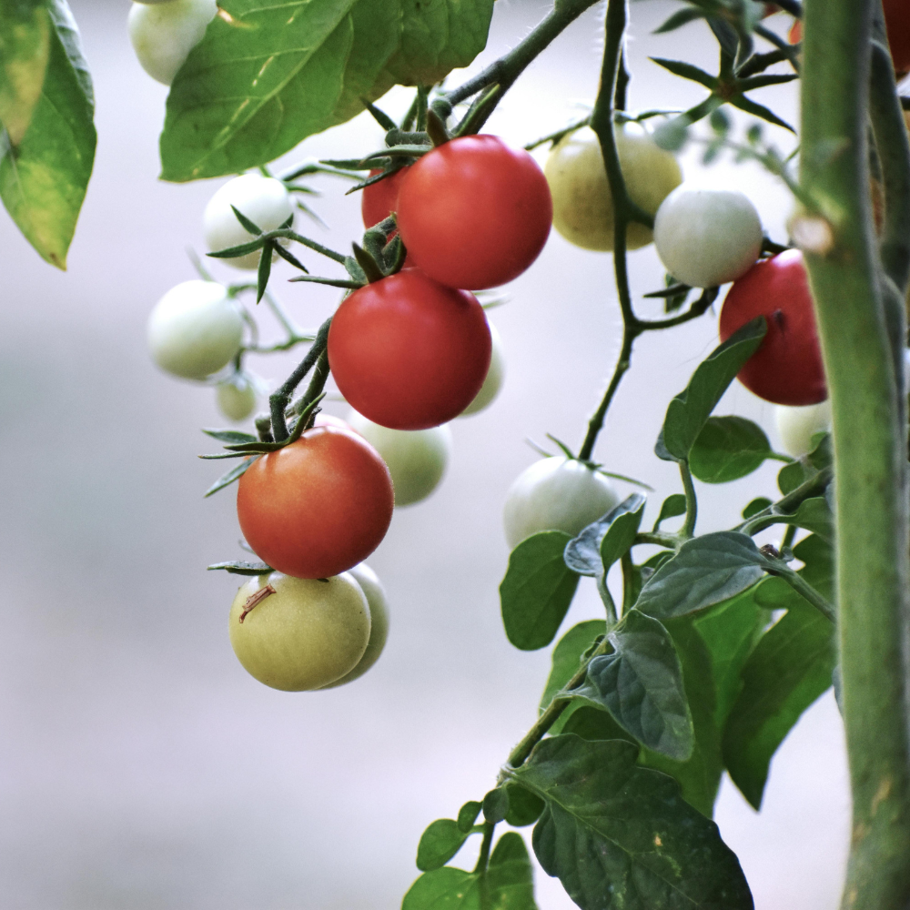 25 Rainbow Cherry Tomato Seeds, Non-GMO, Heirloom, Sweet & Juicy Multi-Color Tomatoes, Vegetable Seeds for Fresh Salads & Gardening