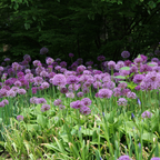 100 Allium stellatum Prairie Onion Seeds, Non-GMO, High Yield, Vibrant Pink Lavender Blooms, Perennial Wildflower Seeds for Rock Gardens