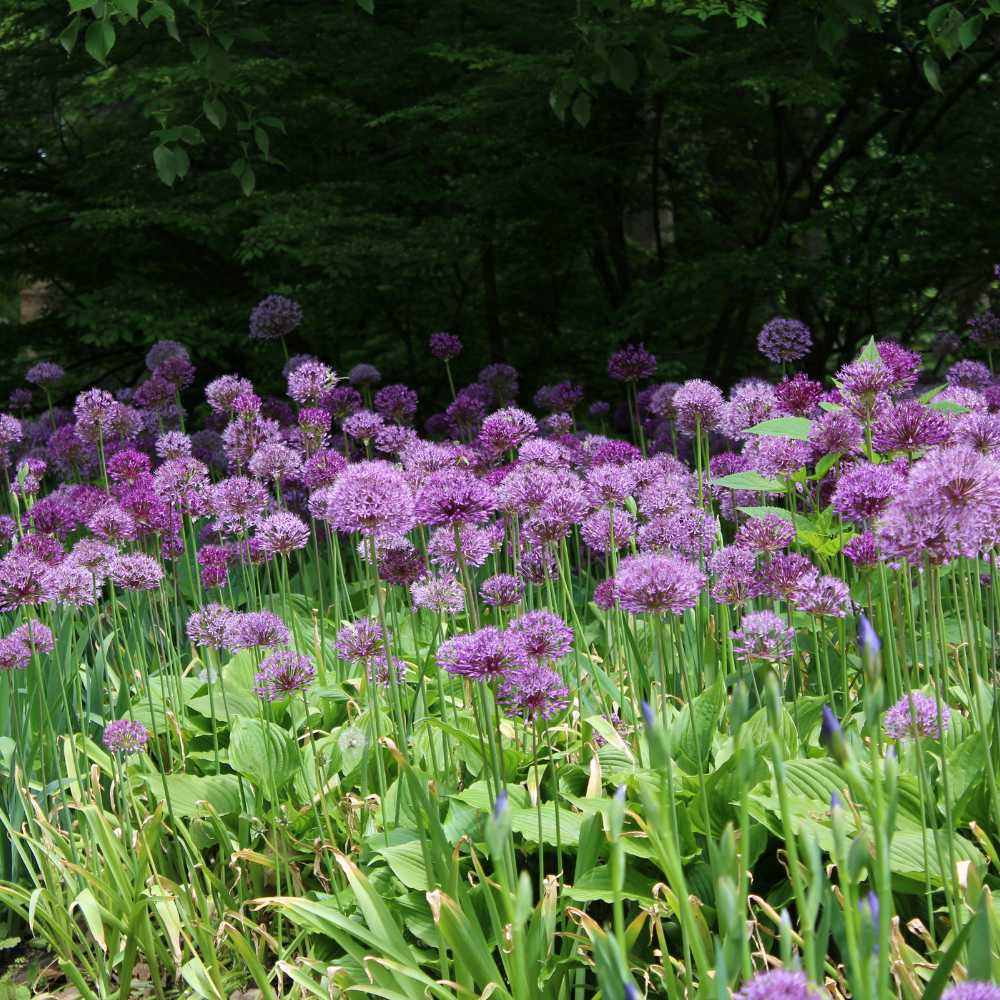 100 Allium stellatum Prairie Onion Seeds, Non-GMO, High Yield, Vibrant Pink Lavender Blooms, Perennial Wildflower Seeds for Rock Gardens